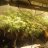CAJUNCANNA87