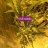 sickseeds