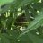 alphapinene