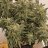 davil420