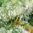 stonergrowth