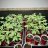 777Grow