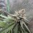 Trichome.Jedi