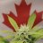 Samsons_Cannabis