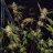 casualgrow.