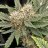 Arny420