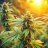 thegrowbro420