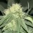 That_grower21