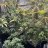Ya.grower