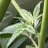 weedra