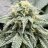 420_PlantDaddy