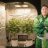 SumoGrow