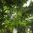 TrichomeWarrior