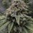 Papa.grows.dank
