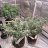 Growmaster88