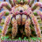 Tarantula757