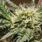 A2ZBuds