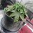UkGarageGrow