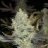 camedgrower