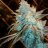 28percentKOOSH