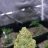 blazedahaze