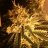 Jdubman420
