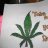 StickyBuds420