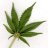JaySin420