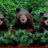 tdibear