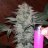 Moondawg420