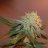 ganjherbsmoke