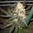 KushCo