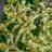 HighLife 45
