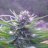 Jon808Burn