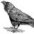 Raven