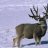bigbucks