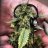 ashingkush420