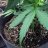 meds215