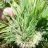 CaliGoldGenetics