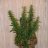 NEWworldseeds