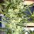 MtGrownCanna