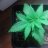 Haze Zues