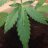 Mrgrow