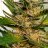 Africanherbsmit
