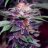 Martin Haze