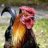 chikken