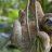 sloth26