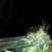 LouchiXGrow
