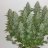 whiteak80