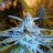 StocktonT